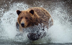 wallpaper-of-a-brown-bear-running-through-water-hd-bears-wallpape