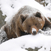 wallpaper-of-a-grizzly-bear-in-the-snow-during-the-winter