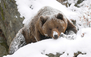 wallpaper-of-a-grizzly-bear-in-the-snow-during-the-winter