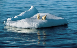 wallpaper-of-two-polar-bears-on-a-drifting-floe-hd-polar-bears-wa