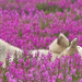 white-polar bear-playing-with-pink-flowers-hd-animal-wallpaper