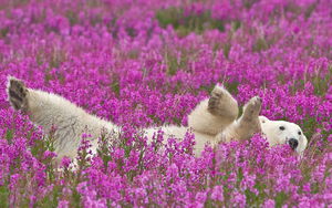 white-polar bear-playing-with-pink-flowers-hd-animal-wallpaper