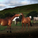 achtergrond-met-verschillende-kleuren-paarden-in-het-weiland