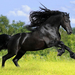 dieren-en-paarden-wallpaper-met-een-prachtig-groot-zwart-paard-in