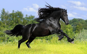 dieren-en-paarden-wallpaper-met-een-prachtig-groot-zwart-paard-in