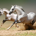 dieren-paard-wallpaper-twee-witte-paarden-op-volle-snelheid-hd-ac