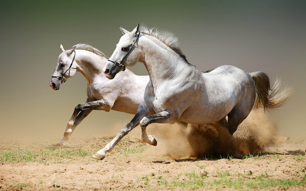 dieren-paard-wallpaper-twee-witte-paarden-op-volle-snelheid-hd-ac