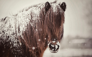 foto-paard-bedekt-met-een-laag-sneeuw-hd-winter-wallpaper