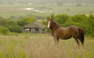 foto-van-een-bruin-paard-buiten-in-de-regen-hd-paarden-achtergron