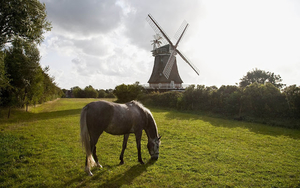 foto-van-een-paard-in-het-weiland-met-een-molen-op-de-achtergrond