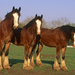 hd-achtergrond-drie-bruine-paarden-op-een-rij-hd-wallpaper