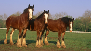 hd-achtergrond-drie-bruine-paarden-op-een-rij-hd-wallpaper