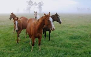 hd-achtergrond-met-bruine-paarden-in-een-weiland-met-gras-hd-wall