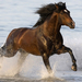 hd-achtergrond-met-een-bruin-paard-galopperend-door-het-water-hd-