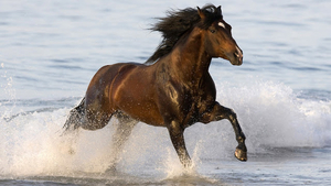 hd-achtergrond-met-een-bruin-paard-galopperend-door-het-water-hd-