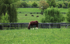 hd-achtergrond-met-een-foto-van-een-bruin-paard-in-het-weiland