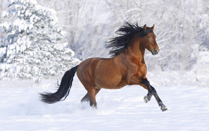 hd-paard-achtergrond-bruin-paard-in-de-sneeuw-wallpaper