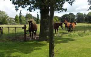hd-paarden-achtergrond-met-bruine-paarden-in-het-weiland-paard-wa