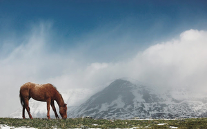 hd-paarden-achtergrond-met-een-landschap-met-bergen-en-een-paard-