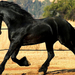 hd-paarden-achtergrond-met-een-mooi-groot-zwart-paard-wallpaper
