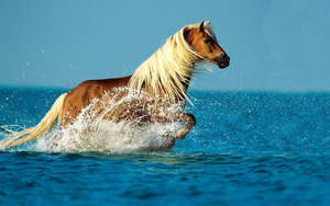 hd-paarden-achtergrond-met-een-paard-in-de-zee-hd-paard-wallpaper