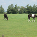 hd-paarden-achtergrond-met-twee-bruin-witte-paarden-in-het-weilan