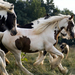 hd-paarden-achtergrond-met-wit-bruine-paarden-hd-paard-wallpaper-