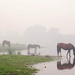 hd-paarden-wallpaper-met-drinkende-paarden-bij-een-meer-hd-paard-