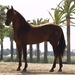 25208__chestnut-andalusian_p