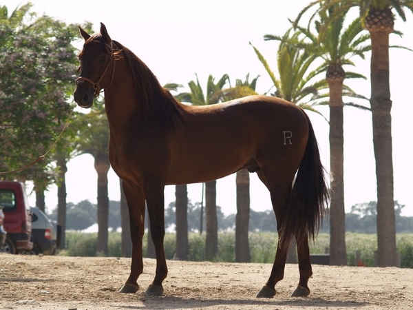 25208__chestnut-andalusian_p
