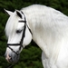 142859__andalusian-profile_p