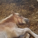 150622__sleeping-horse_p