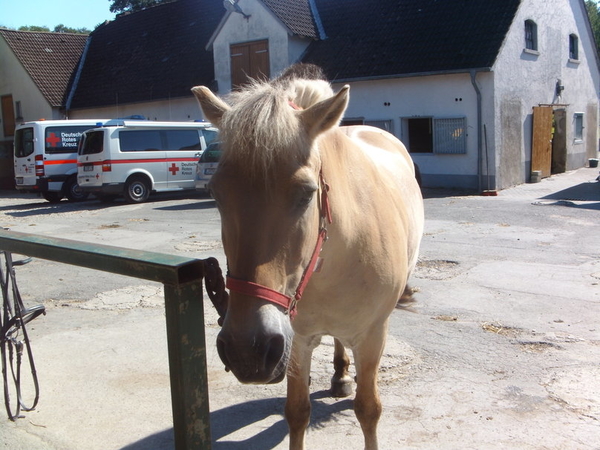 213260__norwegian-horse_p