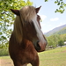 535067__cades-cove-horse_p