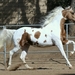 967005__american-saddlebred-mare_p