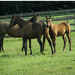 1059704__field-of-brown-horses_p