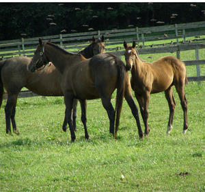 1059704__field-of-brown-horses_p