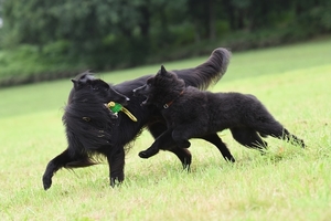 playing-dogs-2582988_960_720