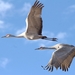 sandhill-cranes-2645334_960_720