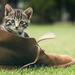 dieren-achtergrond-met-een-jong-katje-in-een-schoen