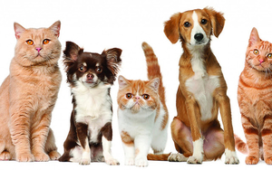 foto-honden-katten-achtergrond-huisdieren-wallpaper
