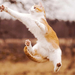 foto-springende-kat-hd-katten-bureaublad-achtergrond
