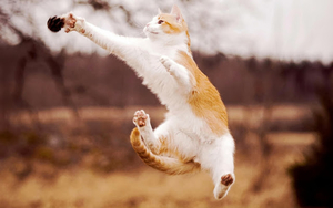 foto-springende-kat-hd-katten-bureaublad-achtergrond