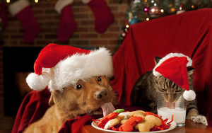 foto-van-een-hond-en-kat-met-een-kerstmuts-op-hun-kop-hd-kerst-wa