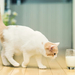 foto-van-een-kat-met-een-glas-melk-hd-katten-achtergrond