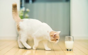 foto-van-een-kat-met-een-glas-melk-hd-katten-achtergrond