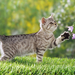 foto-van-een-kat-op-het-gras-hd-katten-wallpaper