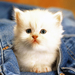 foto-van-een-lief-klein-wit-katje-in-een-blauwe-spijkerbroek-hd-k