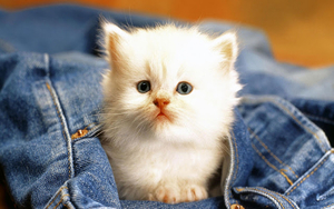 foto-van-een-lief-klein-wit-katje-in-een-blauwe-spijkerbroek-hd-k