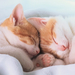 foto-van-twee-jonge-slapende-katjes-lief-tegen-elkaar-aan